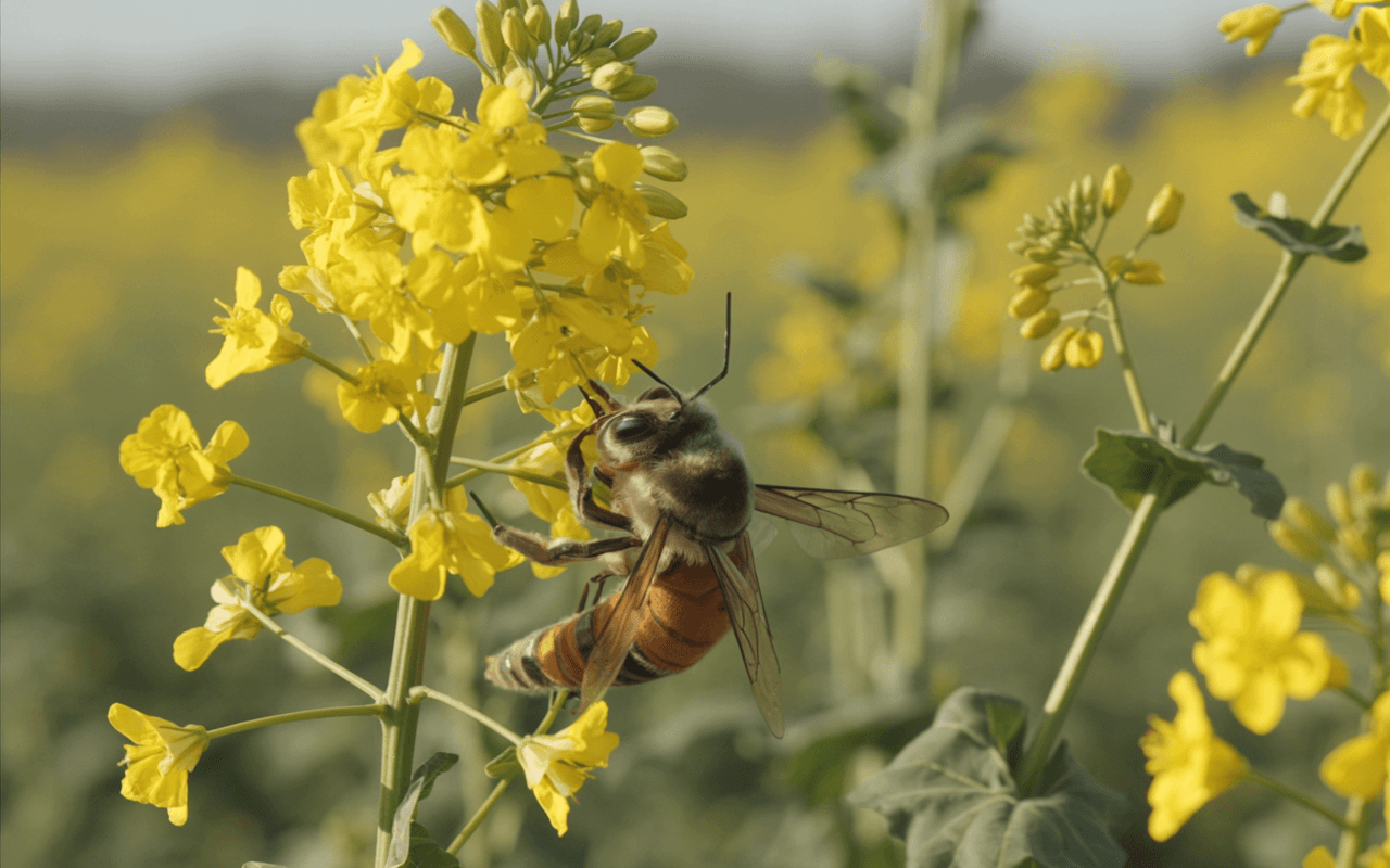 Certified Bee-Friendly & Sustainable