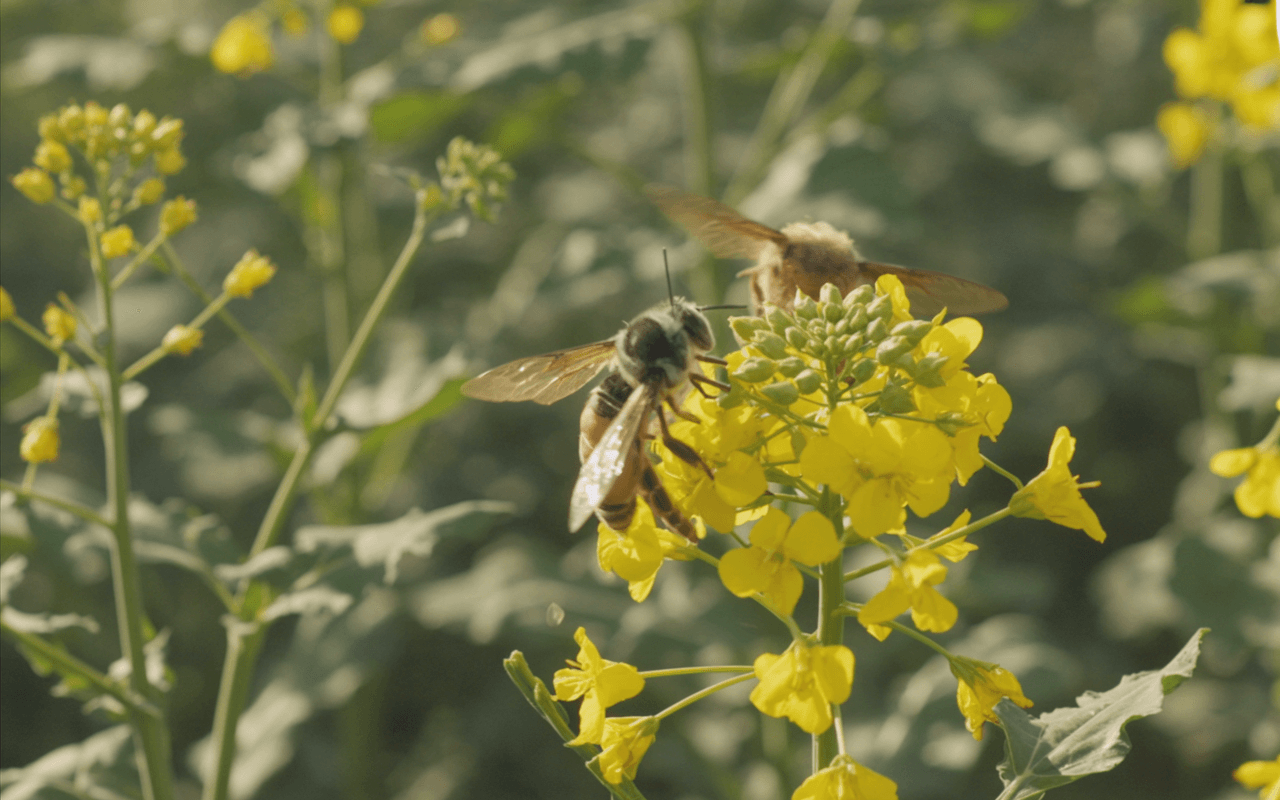 Bee pollinating rapeseed flowers on our organic farm